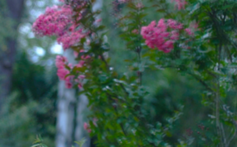 Capture d’écran 2025-01-27 à 17.37.44